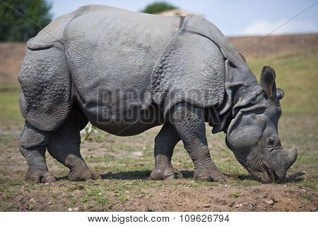 Rhino standing