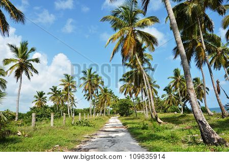 Road under the palm trees by the sea, on the background of sky and clouds