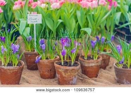 Group of fresh bulb spring flowers in ceramic pot