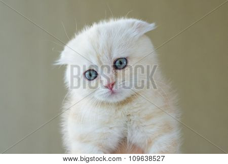 closeup portrait of scottish fold kitten