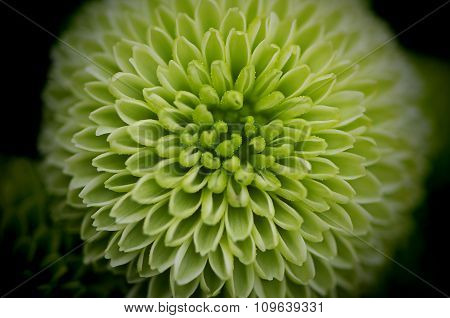 Green Chrysanthemum