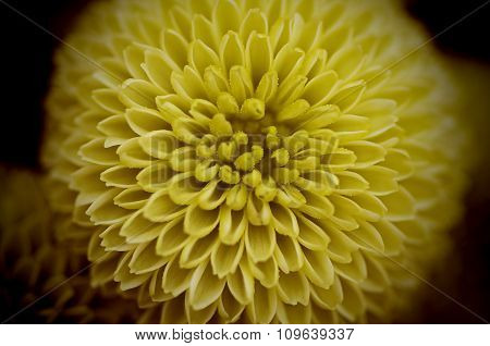 Yellow Chrysanthemum