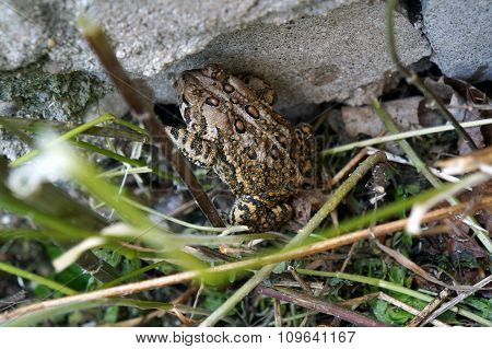 Eastern American Toad