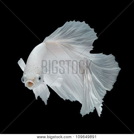 Betta Fish Siamese Fighting Fish Betta Splendens Isolated On Black Background