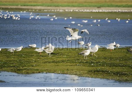 Sea gulls at coast