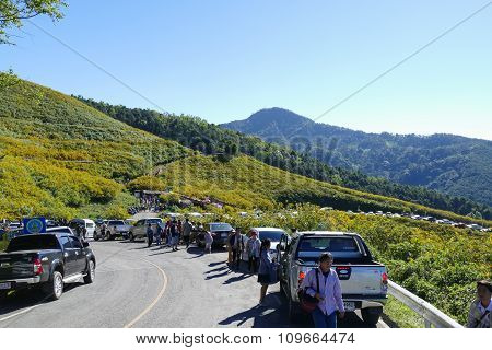 Tourist Travel To See Blooming Mexican Sunflower