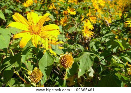 Blooming Mexican Sunflower