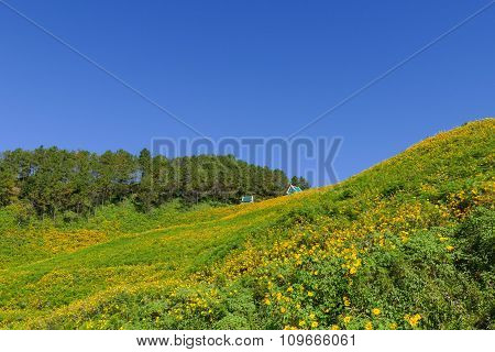 Blooming Mexican Sunflower On The Hill