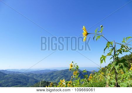 Blooming Mexican Sunflower On The Hill