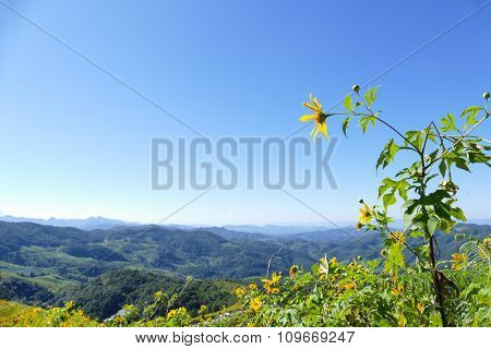 Blooming Mexican Sunflower On The Hill