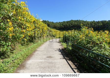 Walkway And Blooming Mexican Sunflower On The Hill