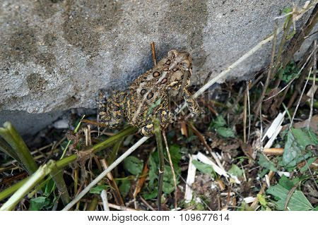 Eastern American Toad