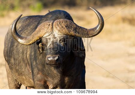 Cape Buffalo Standing In The Open Search For Possible Danger