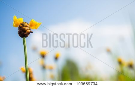 Xyris Indica Yellow Flowers In Thailand On Bright Day.