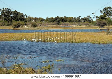 Moremi Game Reserve