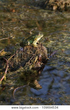 Frog and beetle resting on hillock