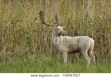 Fallow Deer
