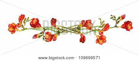 Floral divider separator wit red flowers freesias