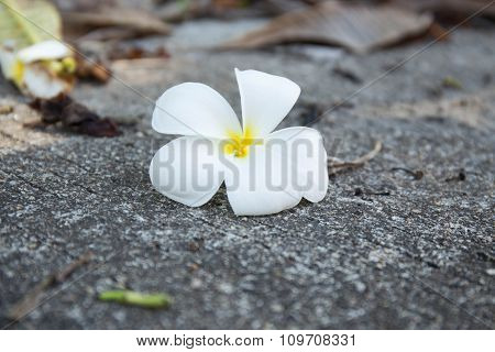 white frangipani