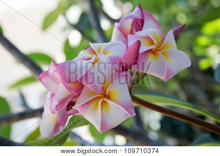 Pink Frangipani Flower