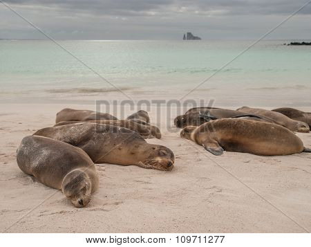 Sleeping Sea Lions