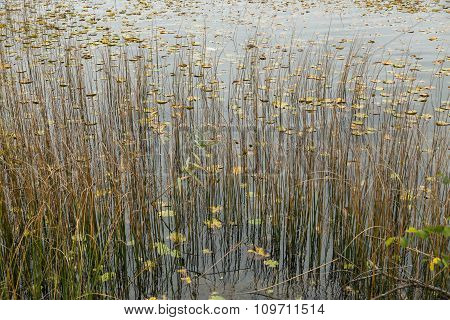 reeds
