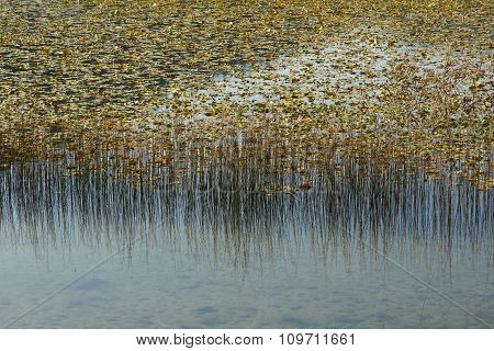 reeds