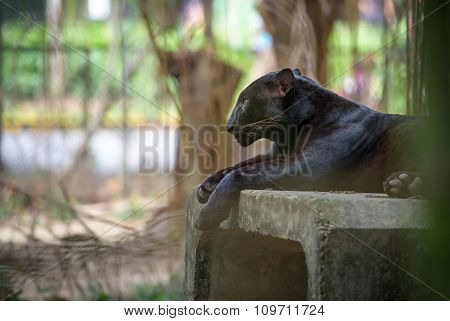 Black Panther