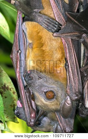 Straw Coloured Fruit Bat (Eidolon Helvum)