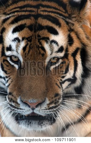 Siberian Tiger (Panthera Tigris Altaica)