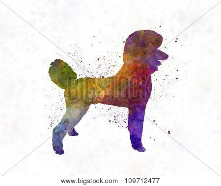 Poodle 01 In Watercolor