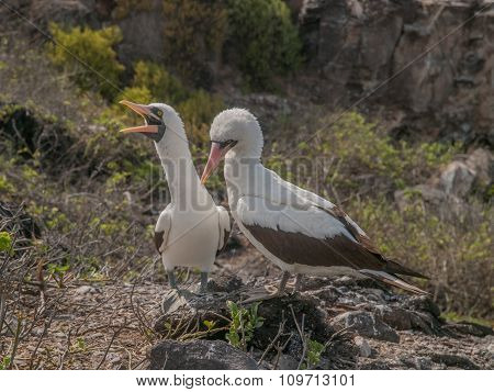 Pair Of Blue Footed Boobies