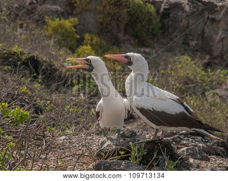 Pair Of Blue Footed Boobies