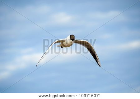 Seagull flies.