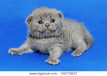 Little newborn kitten with newly opened eyes.