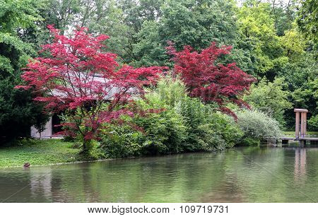 Japanese Red Tree Near Eisbach River In Munich, Germany.