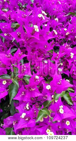 Bougainvillea Bright Natural Background