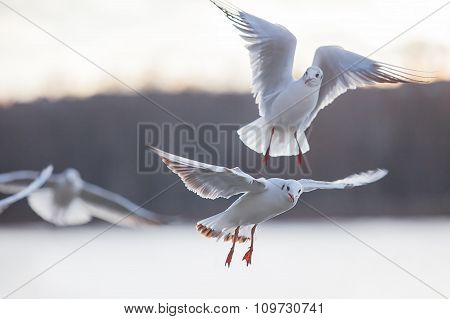 Gull against the sky