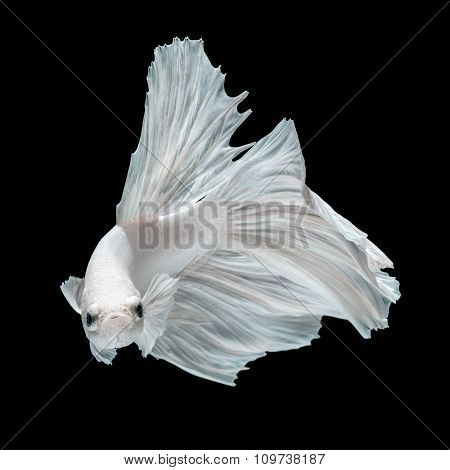 Betta Fish Siamese Fighting Fish Betta Splendens Isolated On Black Background