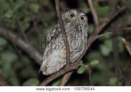Eastern Screech-owl (megascops Asio)