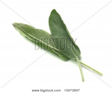 Salvia