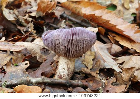 Wood blewit fungus