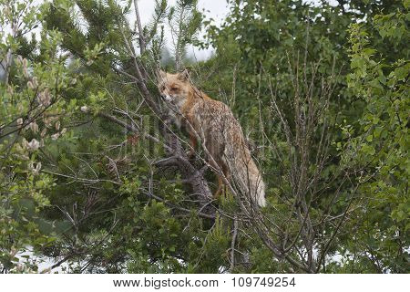 climbing fox