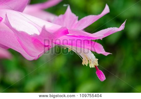 Pink Purple Zygo - Zygocactus Close-up