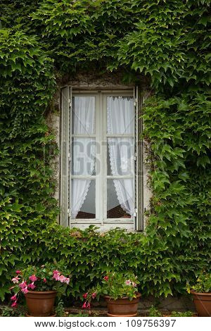 vine covered window