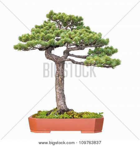 Bonsai Tree Of Pine