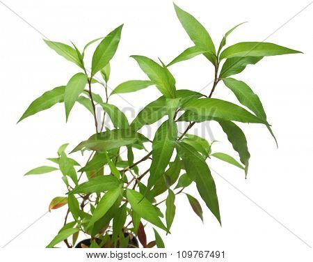 water pepper