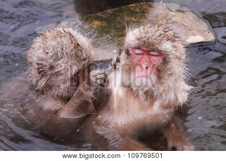 The Onsen Monkey Is Being Taken Flea Off By Friend At Jigokudani Monkey Park - Nagano, Japan
