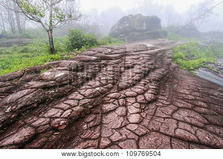 Stone As Crocodile Skin