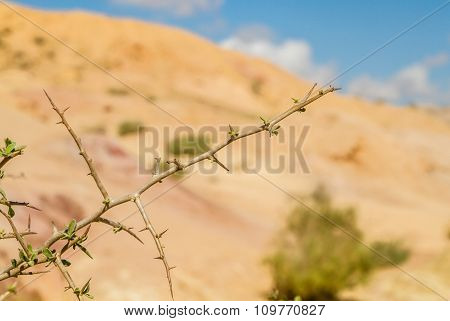 The Negev Desert